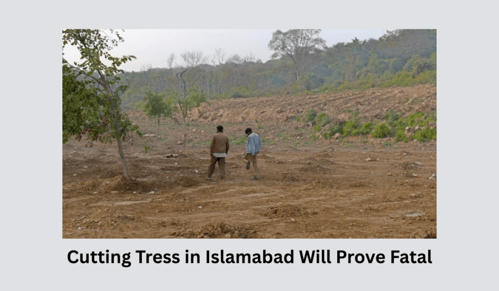 cutting-trees-in-islamabad